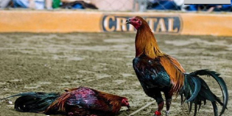 Tham gia xem đá gà Peru tại các trường gà nổi tiếng